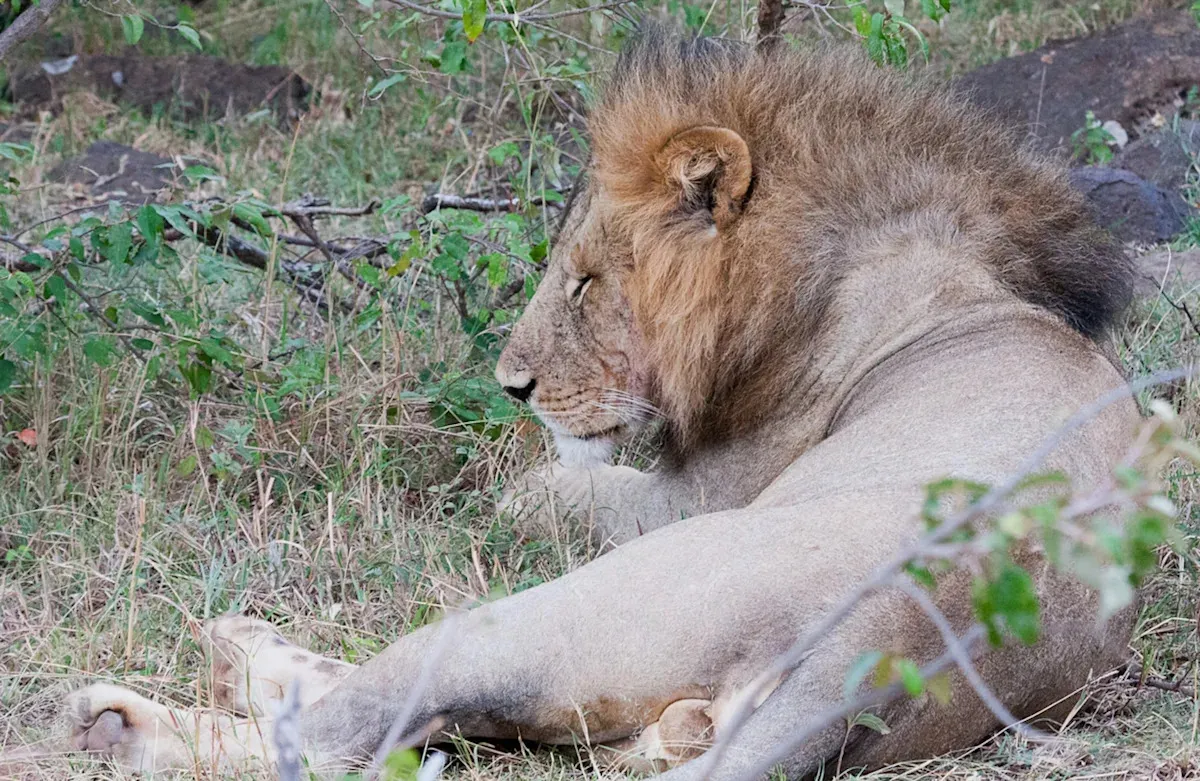 Die stille Bedrohung: wie invasive Arten unvorhersehbare Folgen für Ökosysteme haben