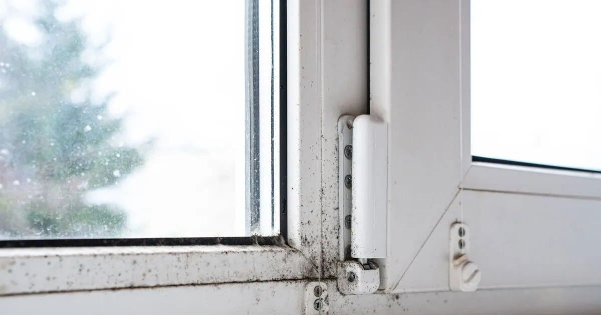 Der Winter ist da: Kondensation verstehen und loswerden